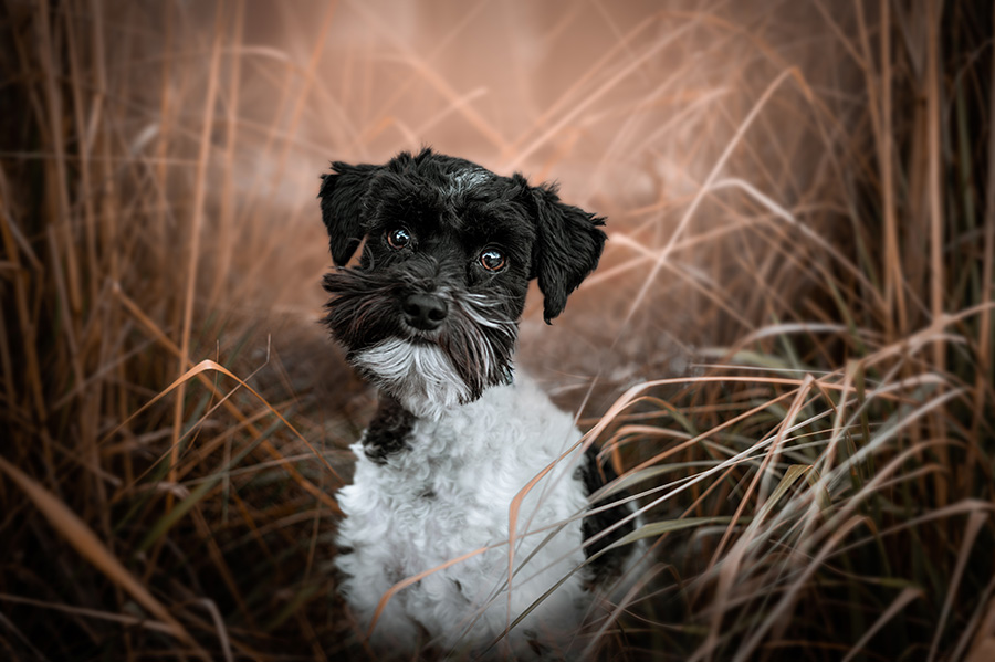 Dog in Edmonton