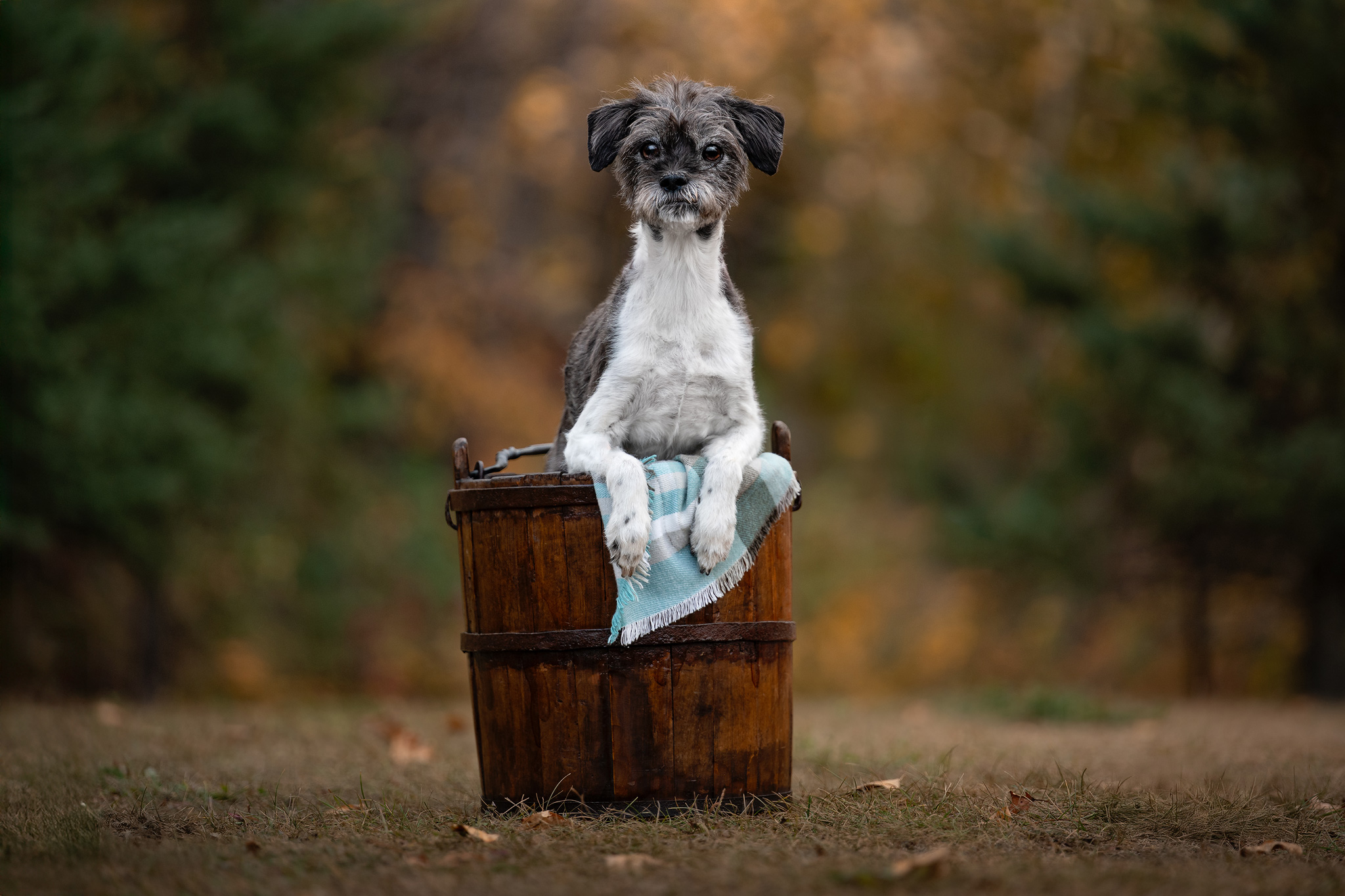 Boxer standing in lilacs