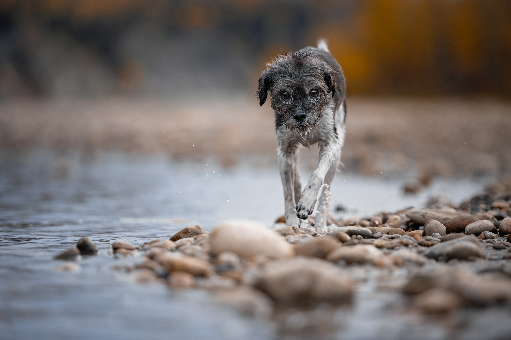 dog looking over its shoulder at the camera