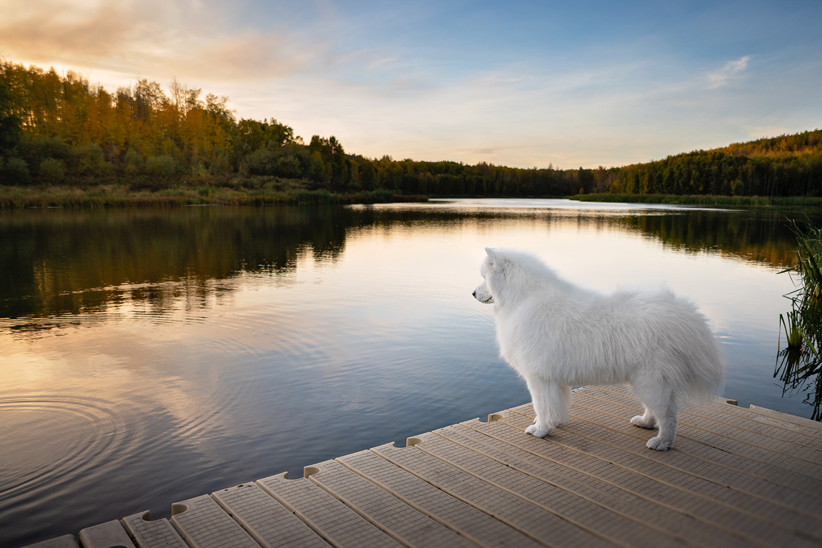 white boxer standing with sun behind him
