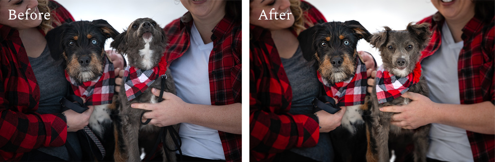 before-after-scars1 before and after dogs head swap
