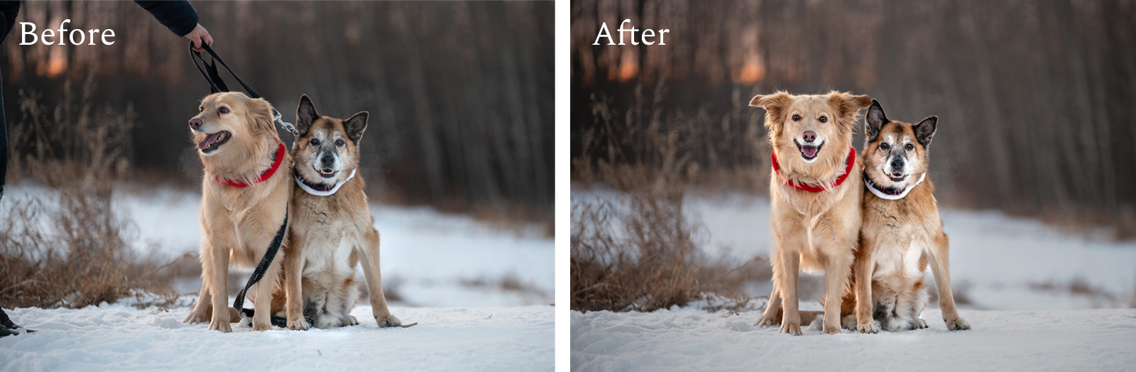before-after-scars2 Before and after photos of dogs