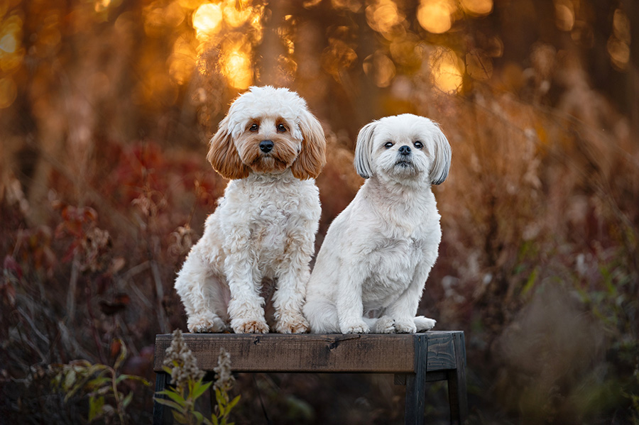 dogs posing in st albert