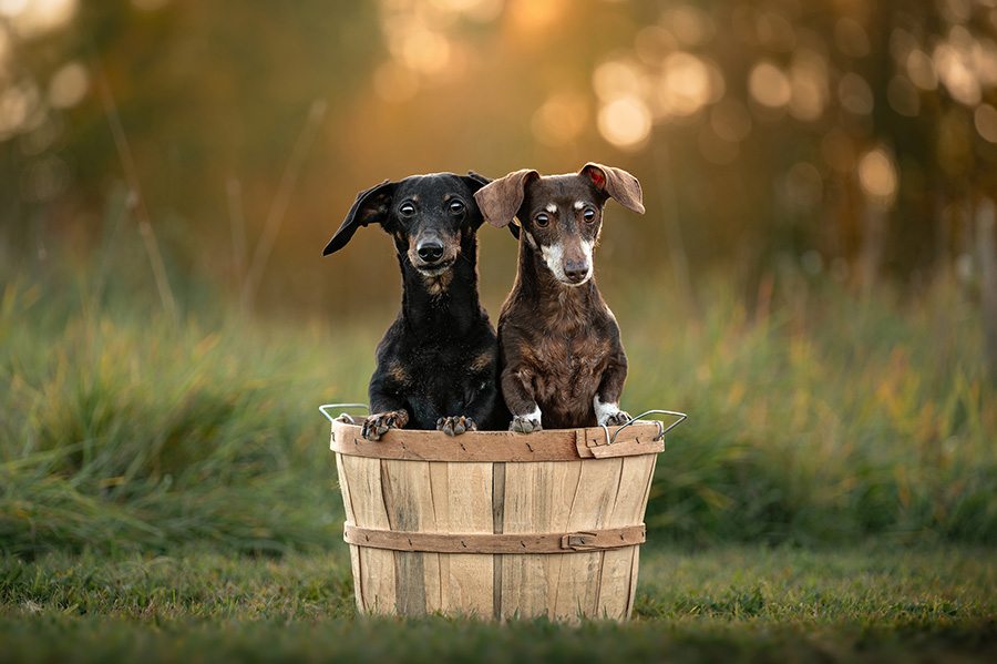dachshunds in st albert field