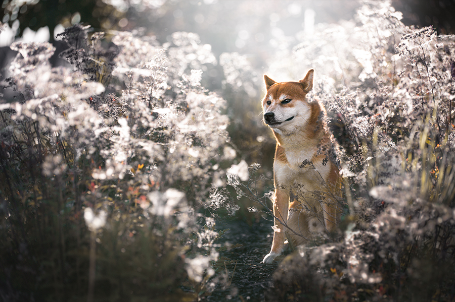 Shiba Inu pet photography Edmonton