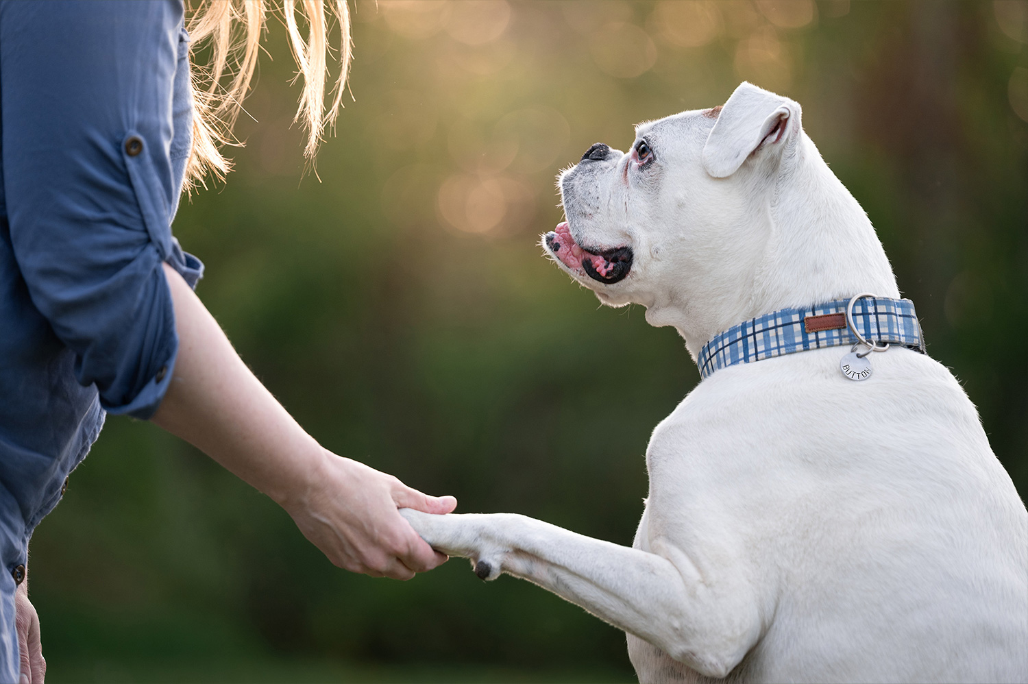 button-01 owner shaking dog's paw