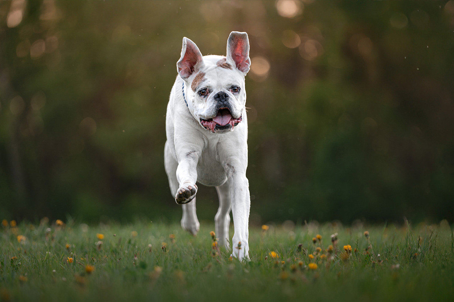 Button white boxer running towards camera
