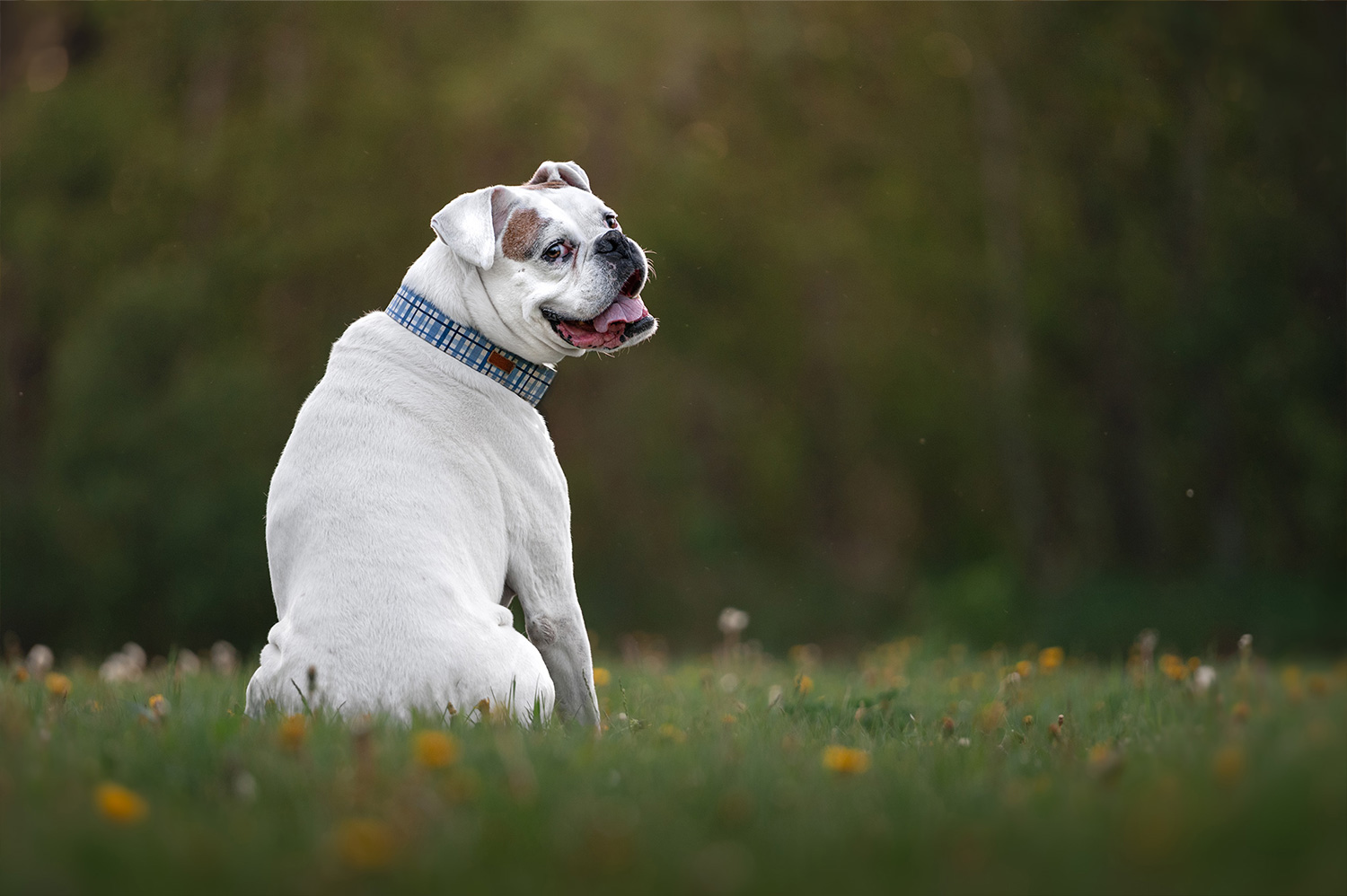Button dog looking over its shoulder at the camera
