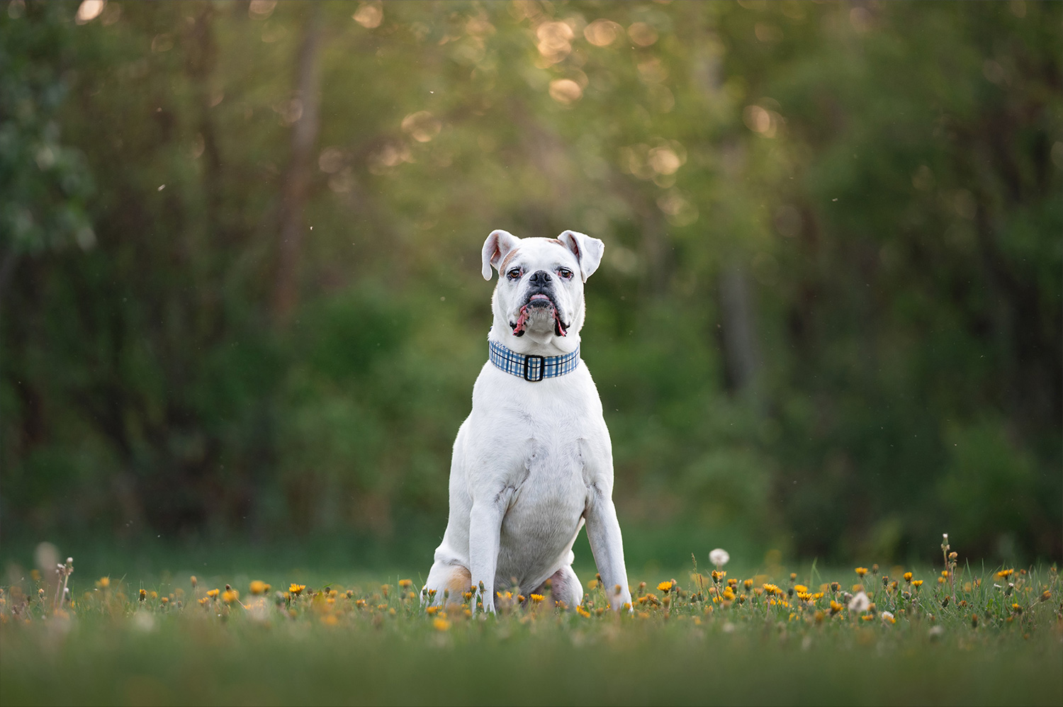 Button portrait of white boxer