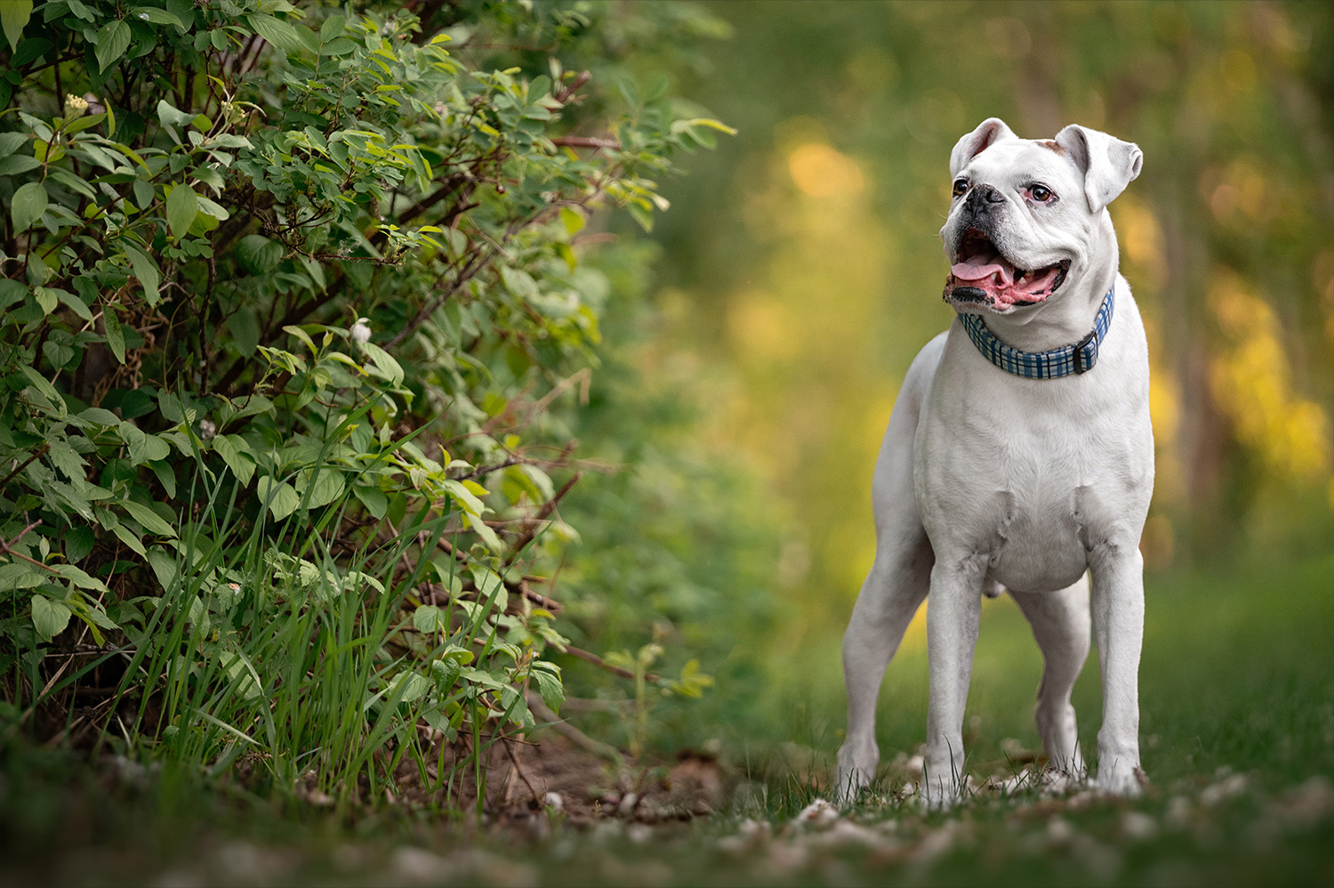 button white dog looking over at owner with bushes