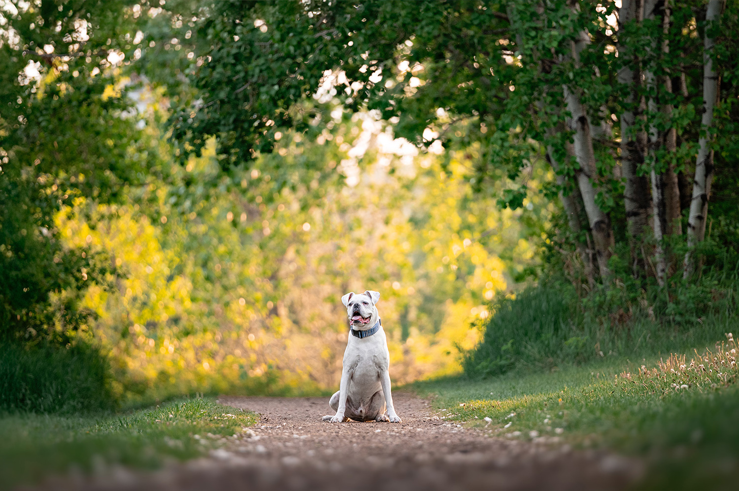 Button dog sitting in middle of path