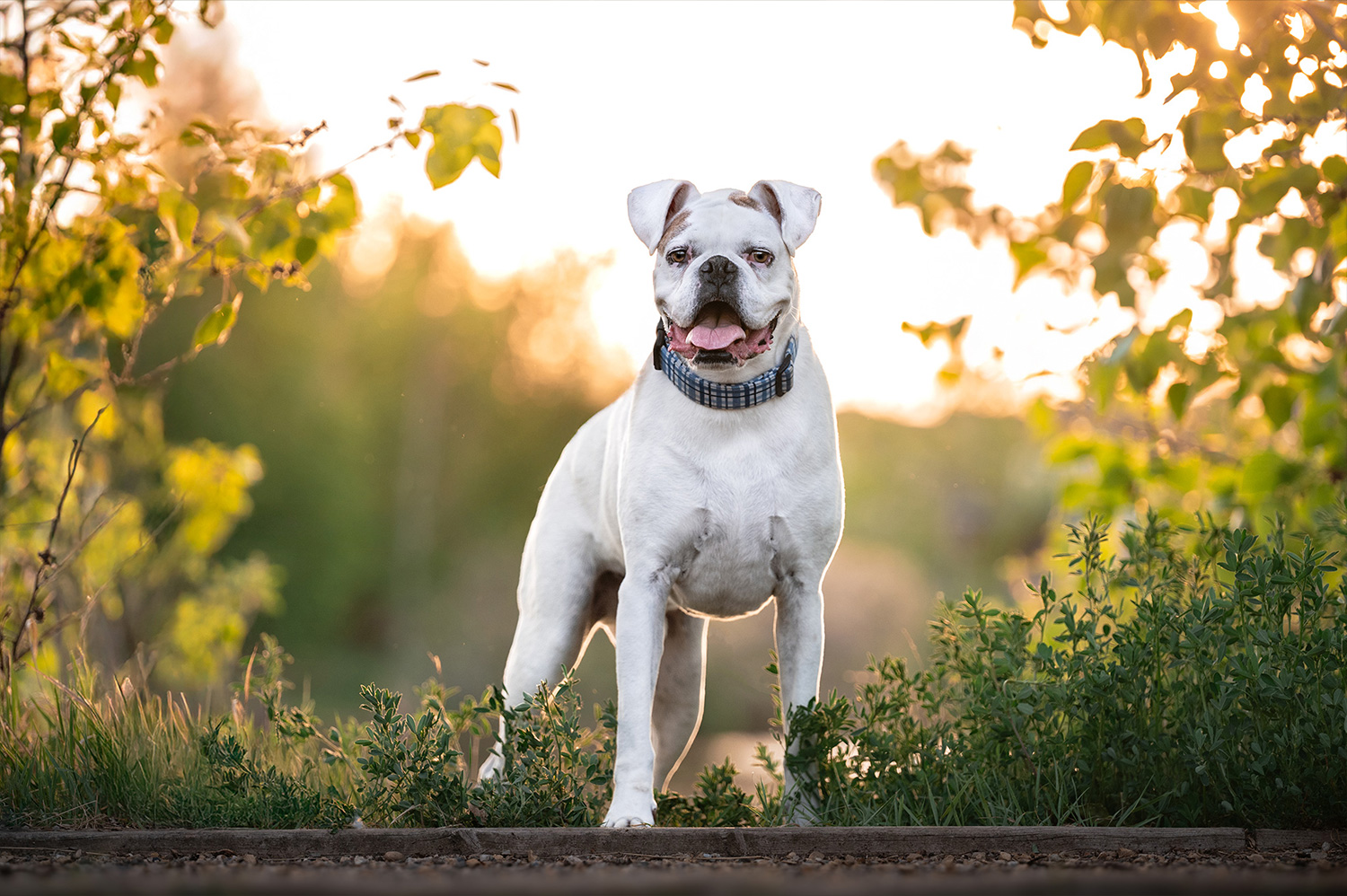 Button white boxer standing with sun behind him