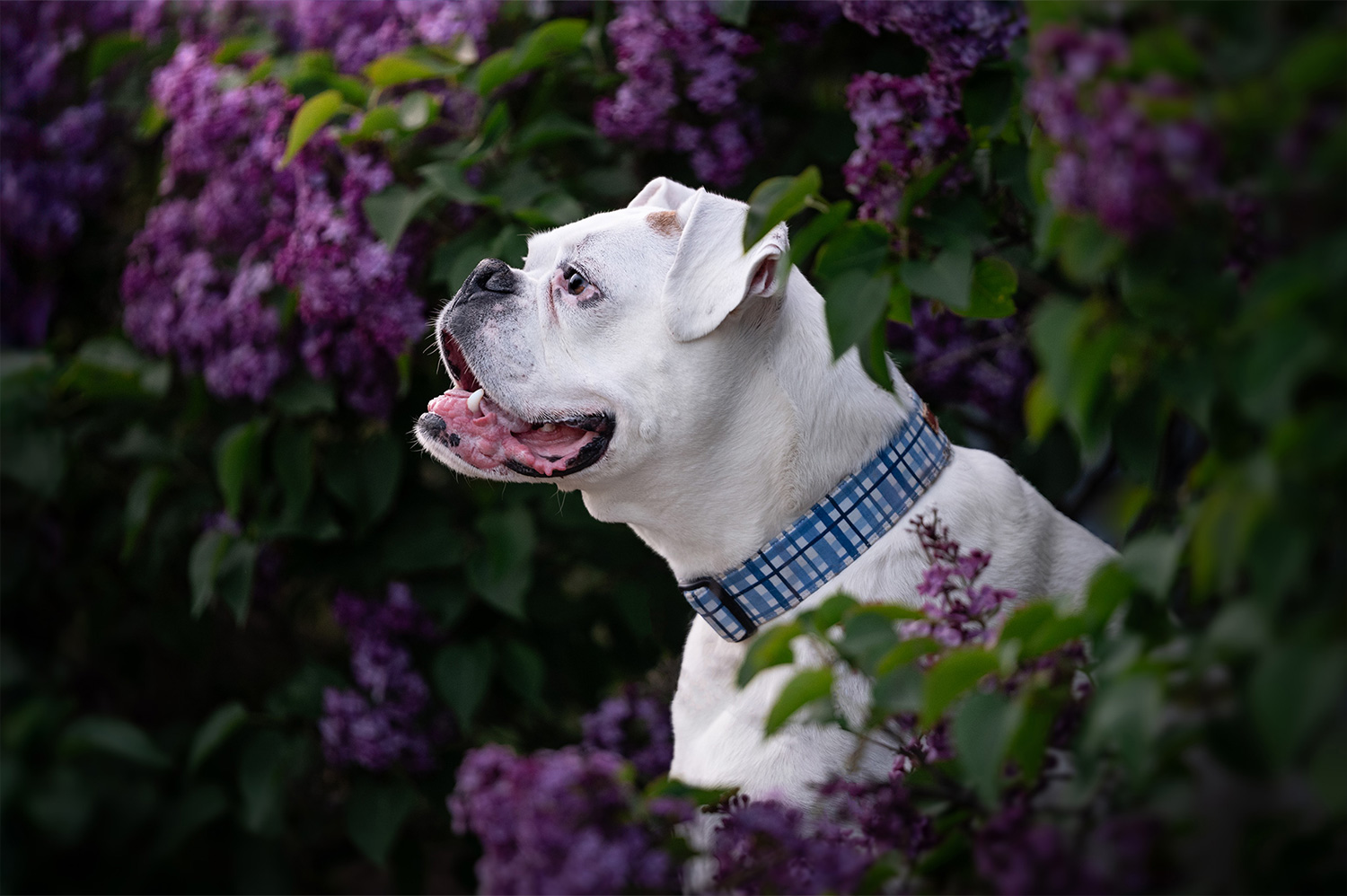 Button Boxer standing in lilacs