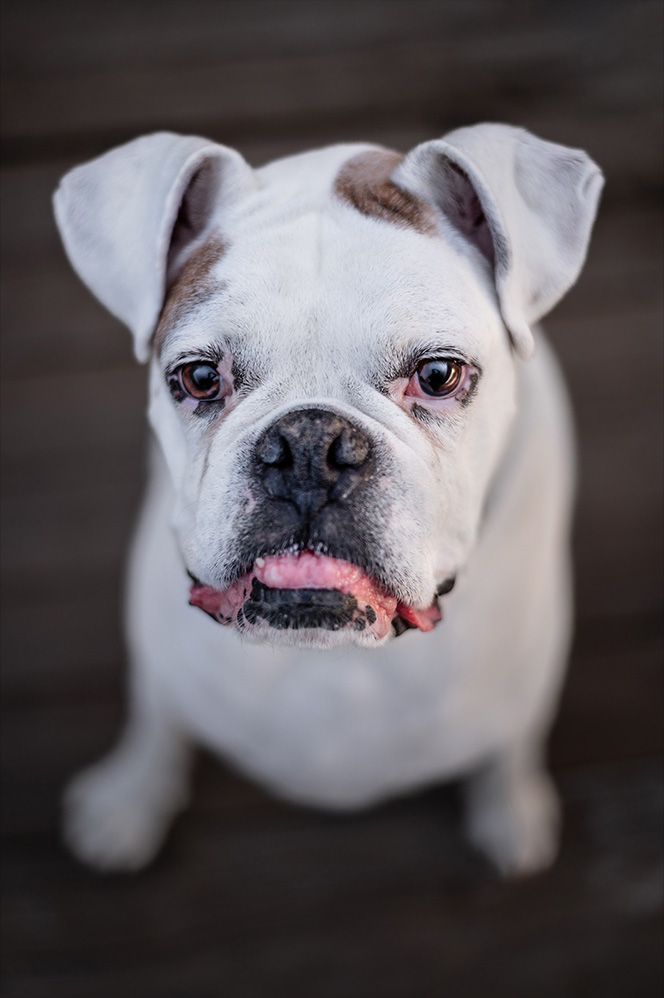 Button close up of Boxer's face