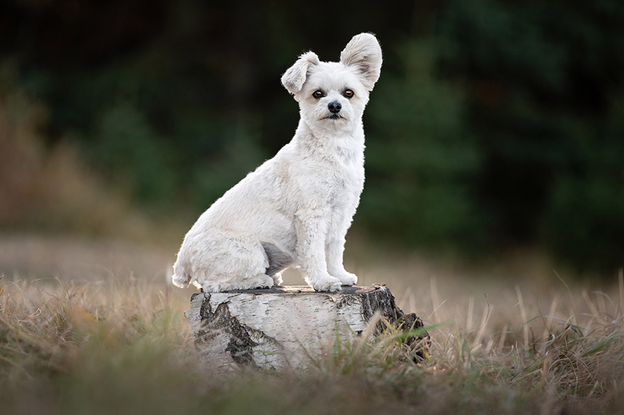 small white dog on tree stump
