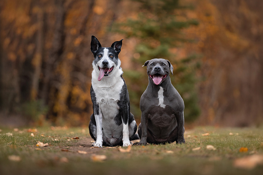 two dogs sitting in grass