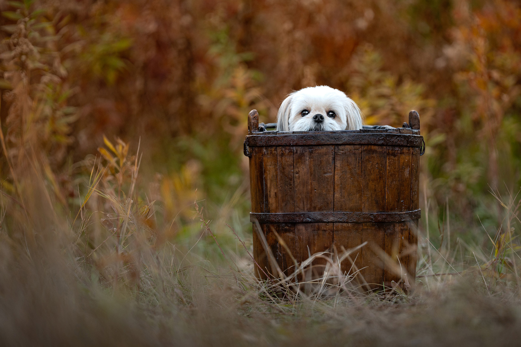 tang-family-bucket