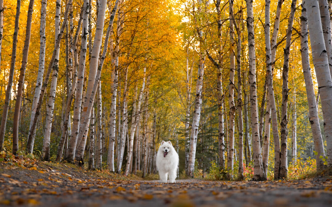 Floof in the Fall