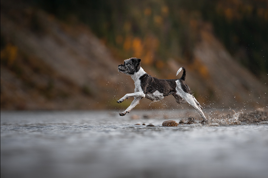 Chasing Waves