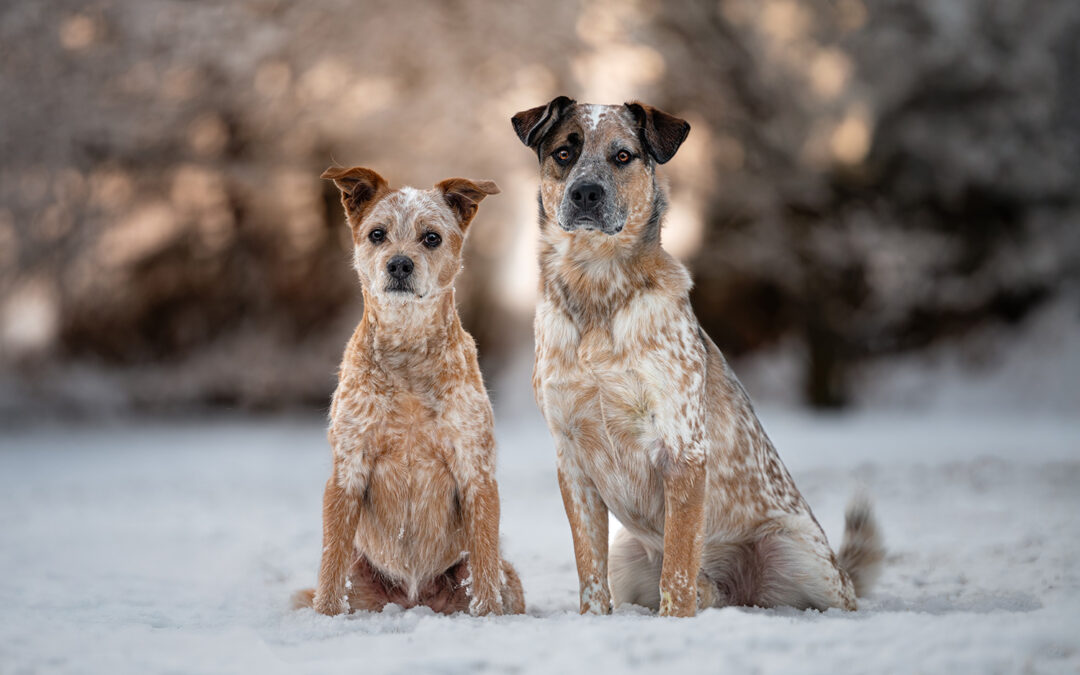 A Snowy Adventure
